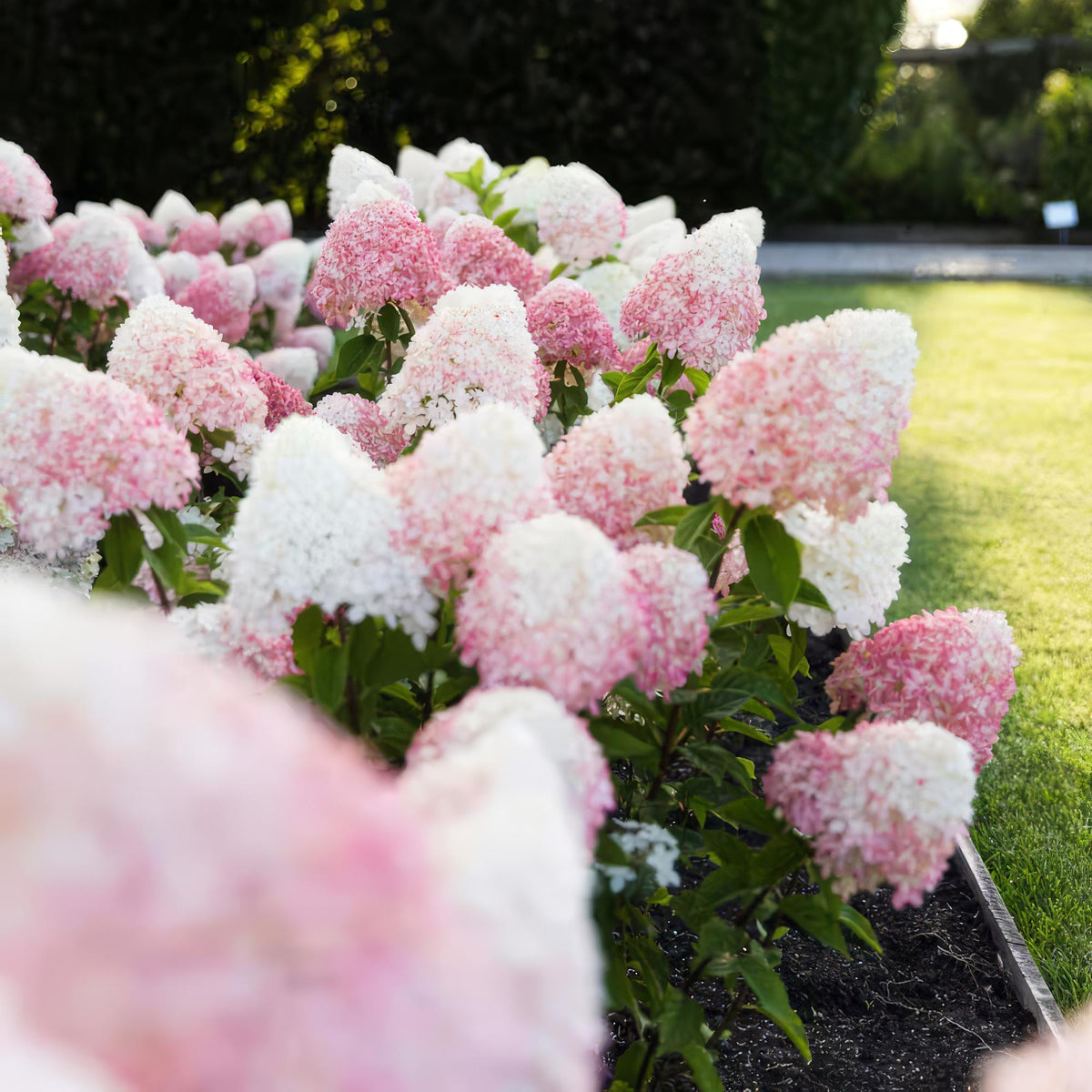 Green boutiQ - Gartenpflanze - Hydrangea panniculata Living Pink & Rose - Rispenhortensie - Winterhart - Rosa - 1 Pflanze - Topf 12cm - Höhe 20-30cm 