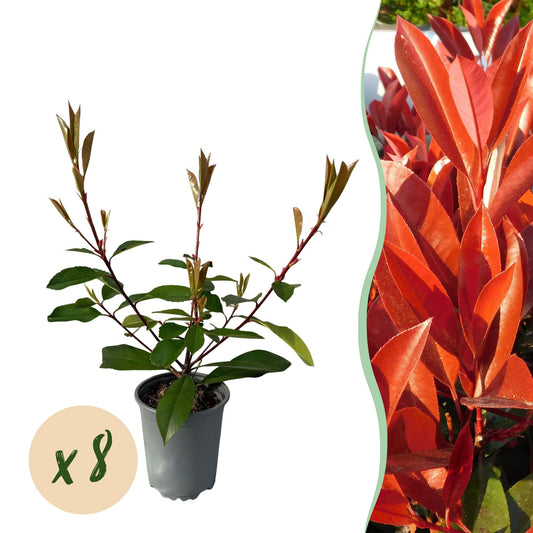 Frasers Glanzmispel – Photinia fraseri Red Robin – Heckenpflanze – Blatt rot grün – 8 Pflanzen – 1 laufender Meter – immergrün – 9cm Höhe 30-35cm 