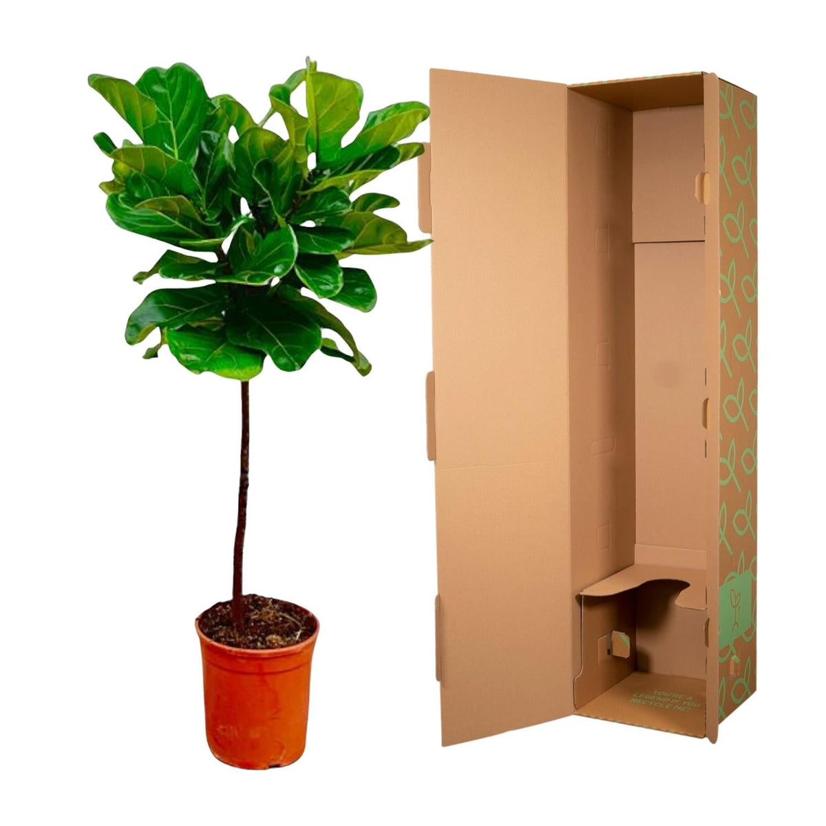 Ficus Lyrata – Geigenfeige – ca. 130cm hoch – Ø24cm – Zimmerpflanze mit Stamm – Groß, dekorativ & luftreinigend – Für Wohnzimmer, Büro & Wintergarten 