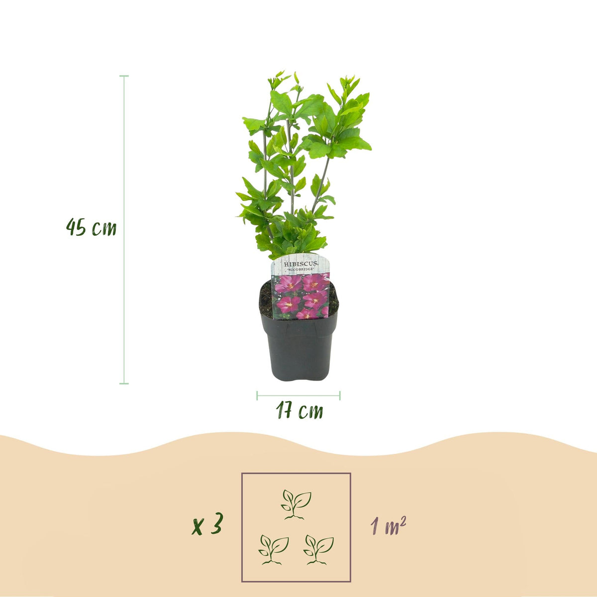 Garteneibisch Hibiscus syriacus Woodbridge – Strauch – Blüte Rosa – Laubabwerfend – Pflegeleicht – 17cm Höhe 45cm – Für Garten & Terrasse 