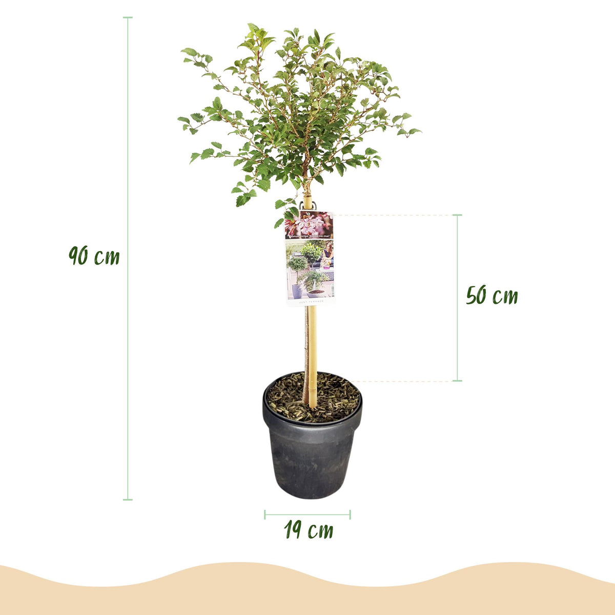GreenboutiQ - Stamm Pflanze - Prunus incisa Koujou-no-mai - Terrassen Pflanze - Laubabwerfend - Winterhart - Weiße Blüte - Topf 19cm Höhe 90cm 