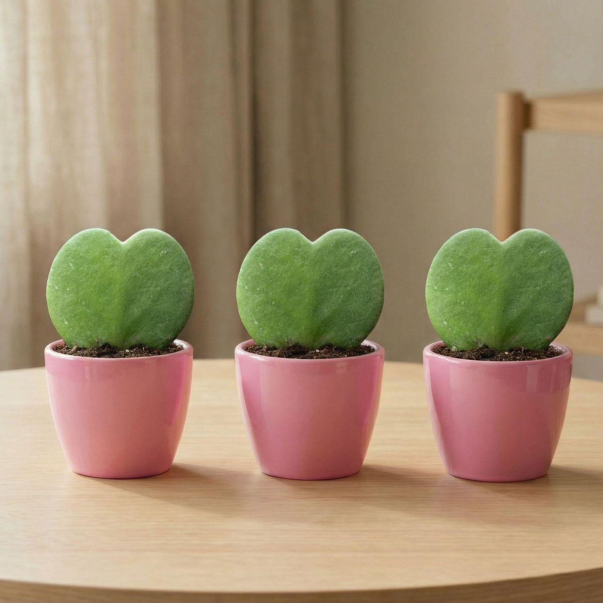 Sweetheart Plant Set (Hoya Kerrii ) - 3x Pot & Plant - Roze 
