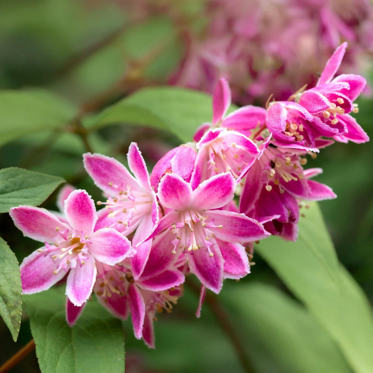 Sternchenstrauch – Deutzia hybrida Strawberry Fields – Rosa Blüten – Strauch – 17cm – Höhe 45cm – Wenig Pflege 