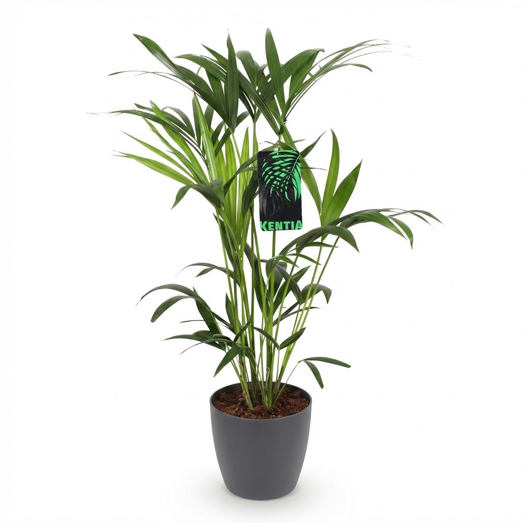 Green boutiQ - Zimmerpflanze - Howea Forsteriana - Kentia Palme - Wenig Pflege - Grün - 1 Pflanze - mit Potter Grau - Topf 19cm - Höhe 80-85cm 