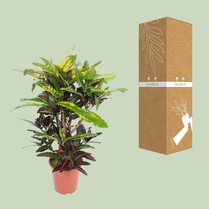 Wunderstrauch – Codiaeum Mango Croton – Zimmerpflanze – Ø27cm – ↕110cm – Farbstarkes Laub in Gelb, Rot & Grün – Pflegeleicht & dekorativ für Innenbereiche 