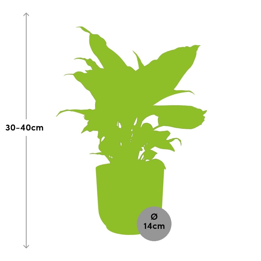 Dieffenbachia ‘Camilla’ – Zimmerpflanze im 14cm – Luftreinigende tropische Zimmerpflanze – Pflegeleicht – Halbschatten geeignet 