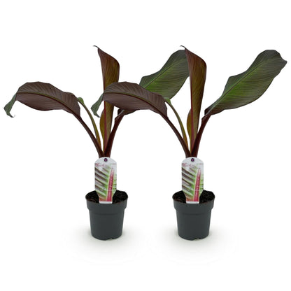Bananenpflanze Ensete ventricosum Maurelli – 2 Pflanzen – Winterhart – Obstpflanze – Ø12 cm – Höhe ca. 30 cm – Exotisches Highlight für Garten, Terrasse & Balkon 