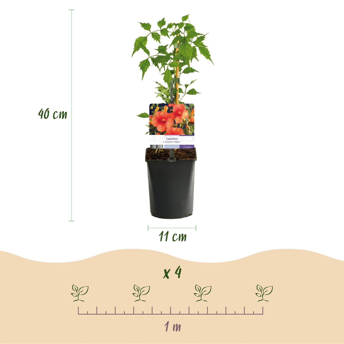 Kletterpflanzen-Set „Rainbow“ – 4 Pflanzen – Clematis montana Rubens, Hedera helix, Lonicera Goldflame, Campsis Madame Galen – Bunt blühend & immergrün – Ø11 cm – Höhe ca. 40 cm 