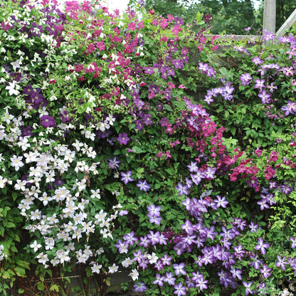 Kletterpflanze Clematis Rainbow – Mehrfarbige Blüten Rosa Weiß Lila Rot – Wenig Pflege – 4 Pflanzen – 11 cm Höhe 40 cm – Für Garten, Balkon & Pergolen 