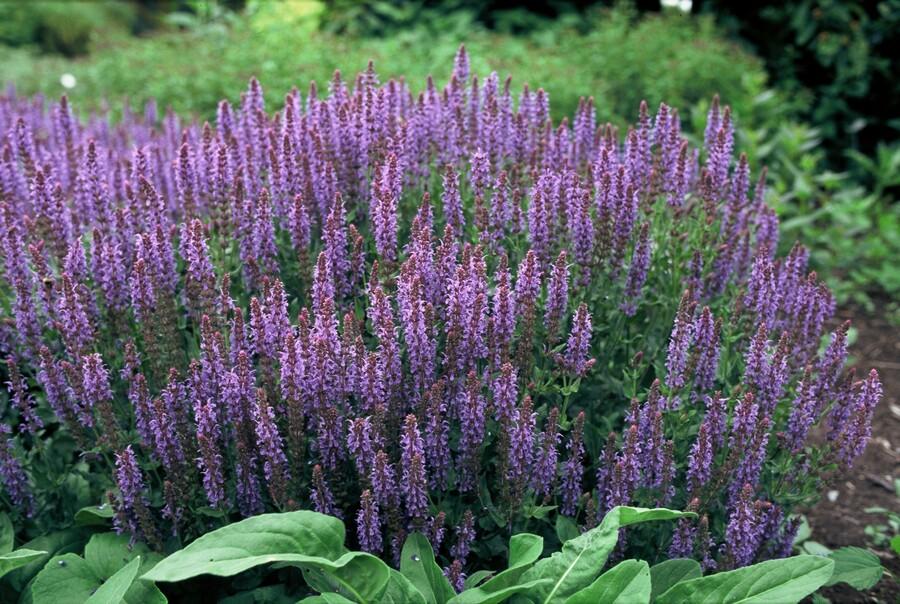 Blüten Salbei Salvia nemorosa Caradonna – ↕10-25cm – Ø9cm – Tiefviolett – Bienenfreundlich – Pflegeleicht – Ansicht 19