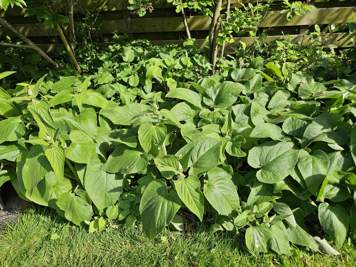 Russel Brandkraut Phlomis russeliana – ↕10-25cm – Ø9cm – Winterhart & Bienenfreundlich – Ansicht 23