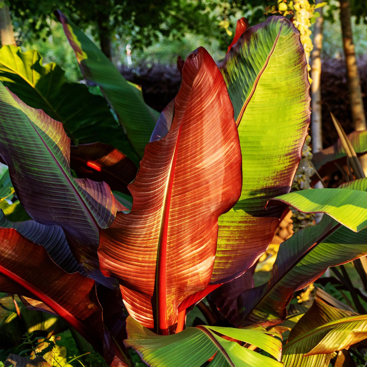 Bananenpflanze Ensete ventricosum Maurelli – 2 Pflanzen – Winterhart – Obstpflanze – Ø12 cm – Höhe ca. 30 cm – Exotisches Highlight für Garten, Terrasse & Balkon 