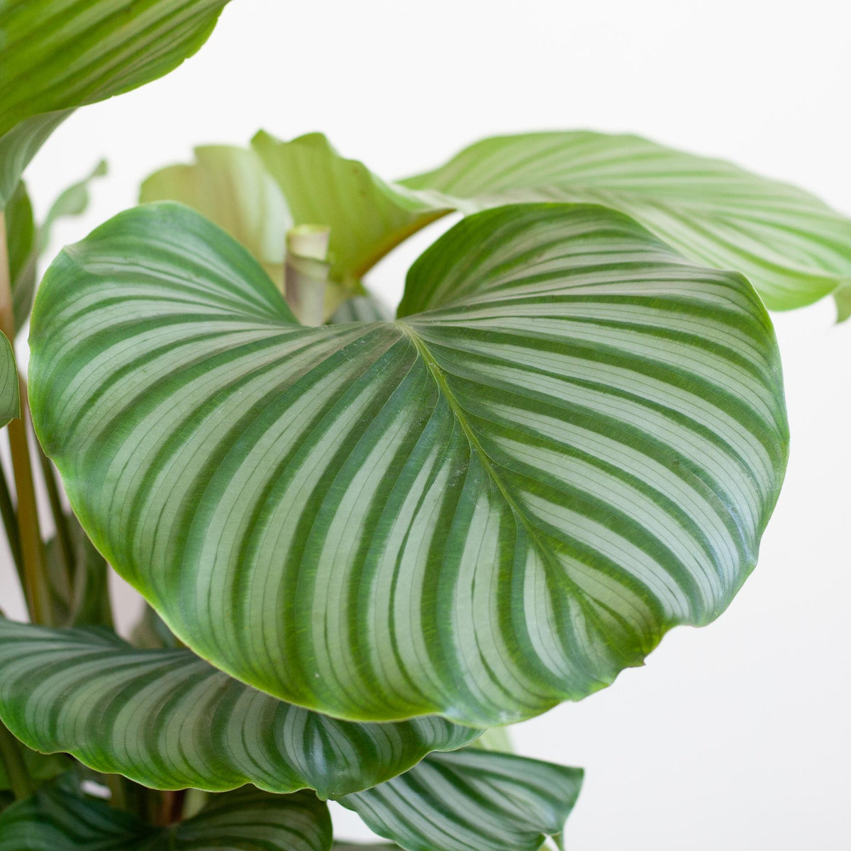 Korbmarante Calathea Orbifolia – Zimmerpflanze 65cm – Ø21cm – Luftreinigend – Inklusive biologisch abbaubarem Viber-Topf Weiß – Exotische Zimmerpflanze mit mintgrünen Blättern 