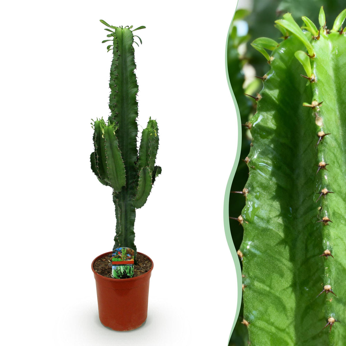 Wolfsmilchkaktus Euphorbia Eritrea – Afrikanischer Milchbaum – 70cm – 19cm – Pflegeleichte Sukkulente mit markanten Stängeln – Robuste Zimmerpflanze 