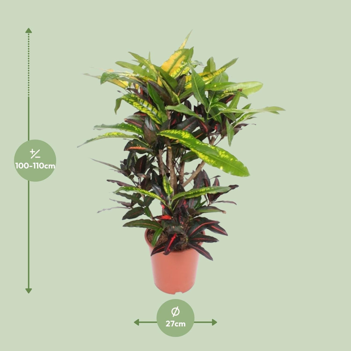 Wunderstrauch – Codiaeum Mango Croton – Zimmerpflanze – Ø27cm – ↕110cm – Farbstarkes Laub in Gelb, Rot & Grün – Pflegeleicht & dekorativ für Innenbereiche 