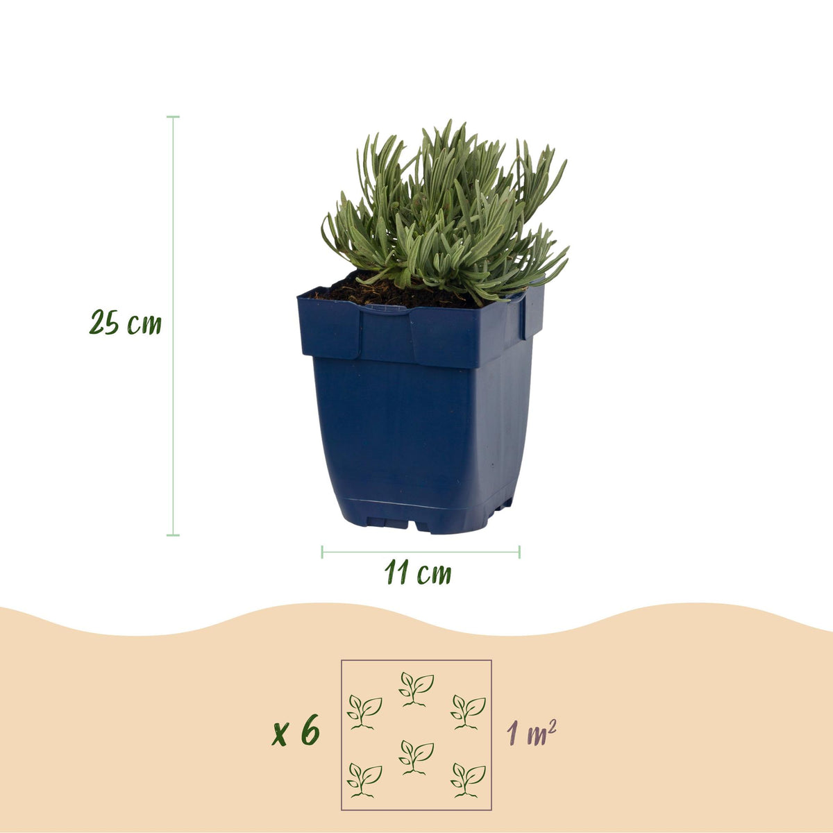 Lavendel 'Munstead' – Lavandula angustifolia 'Munstead' – 6 Pflanzen – Topf Ø11cm – Ansicht 3