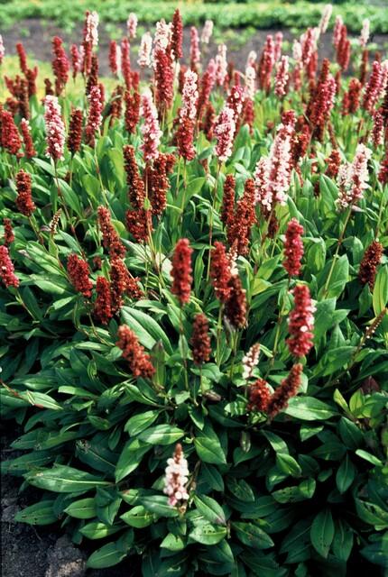 Schneckenknöterich Persicaria aff. 'Darjeeling Red' – ↕10-25cm – Ø9cm – Rotes Laub – Sonne & Halbschatten – Ansicht 11