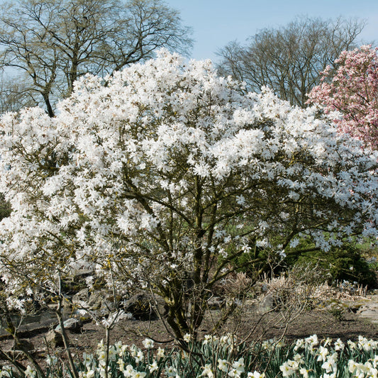 Stern-Magnolie Magnolia Stellata – Strauch – Blüte Weiß – Laubabwerfend – Frühjahrsblüher – Pflegeleicht – 17cm Höhe 45cm – Für Garten & Terrass 