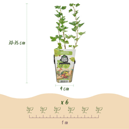 Grüne Stachelbeere Ribes uva-crispa Hinnonmaki Grün winterhart 3 Pflanzen Höhe 30cm Ø9cm – für Garten Beet Balkon & Terrasse 