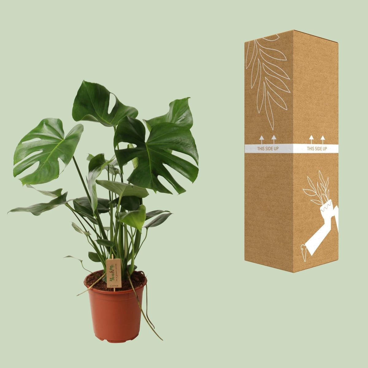 Monstera Deliciosa – Schweizer Käsepflanze – Zimmerpflanze ca. 60cm hoch – Ø21cm – Tropische Blattschmuckpflanze mit Luftreinigender Wirkung – Pflegeleicht & dekorativ 