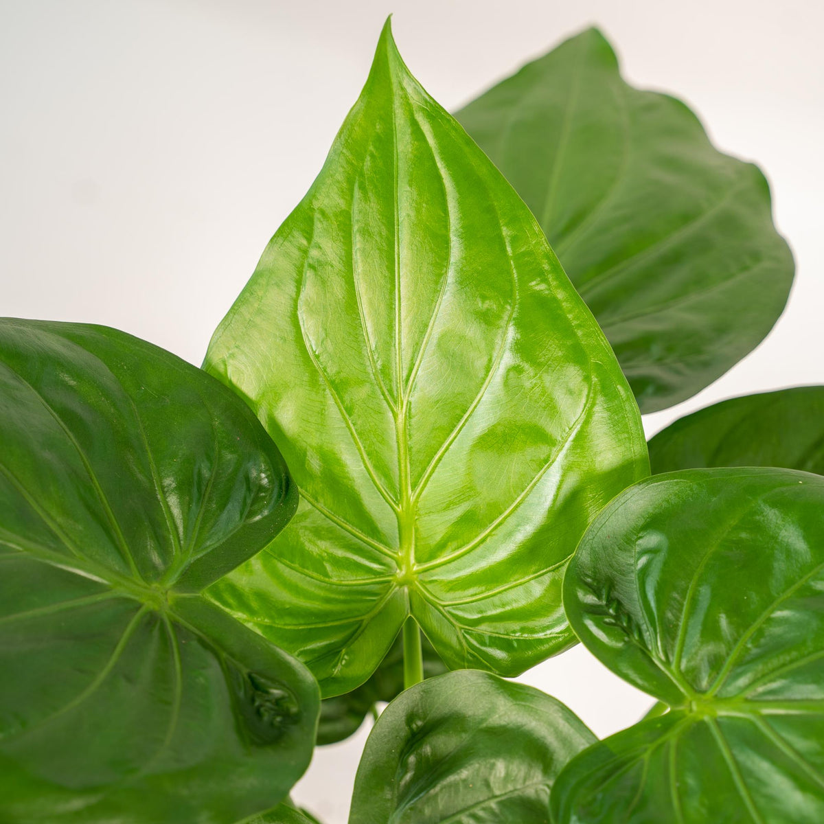 Alocasia Cucullata – Pfeilblatt – Zimmerpflanze – Ø19 cm – ↕65 cm – Mit Korb Selin – Elefantenohr – Luftreinigend – Tropisches Flair 