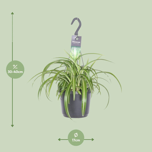 Chlorophytum Comosum Bonnie - Ø17cm - ↕35cm 