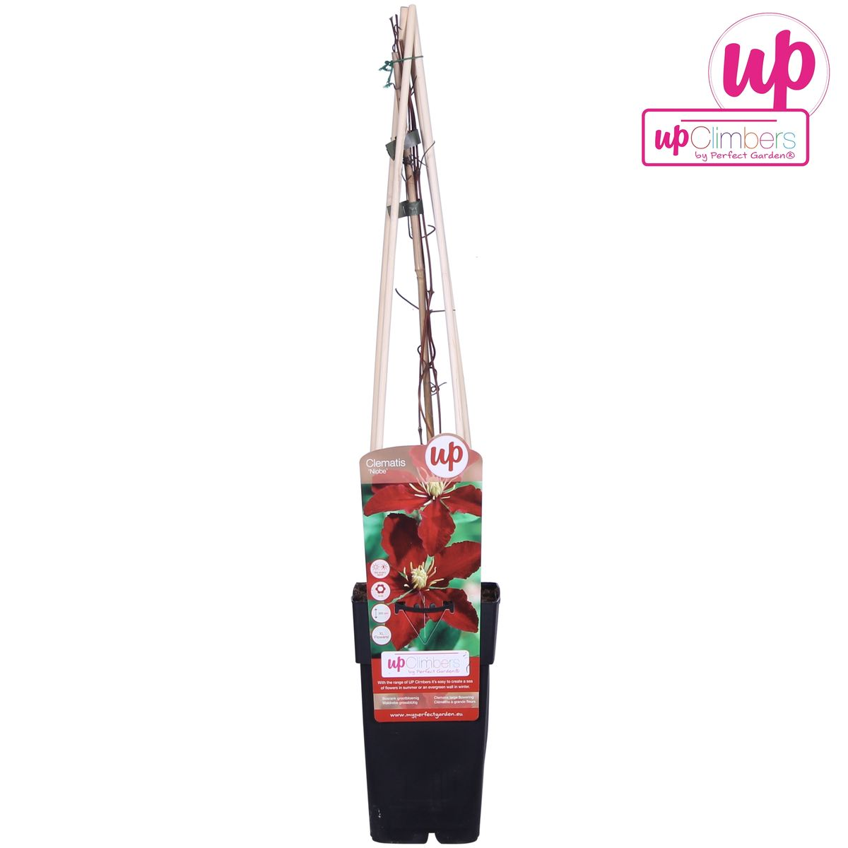 Clematis Niobe – Rote Blüten – Kletterpflanze – Ca. 65 cm hoch – Ø15 cm – Reichblühend & winterhart – Für Spalier, Zaun & Kübel 