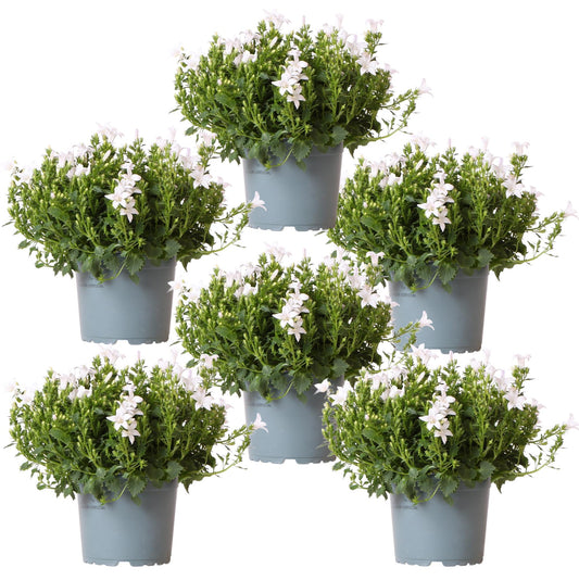Campanula Addenda - Glockenblume weiß Topfgröße 12cm - 1m2 Bodendecker - 6 Pflanzen - Ambella Weiß - Winterhart 