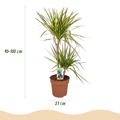 Green boutiQ - Zimmerpflanzen - Dracaena Sunray - Drachenbaum - Wenig Pflege - Grün - Gelb - 1 Pflanze - mit Potter Weiß - Topf 21cm - Höhe 90-100cm 