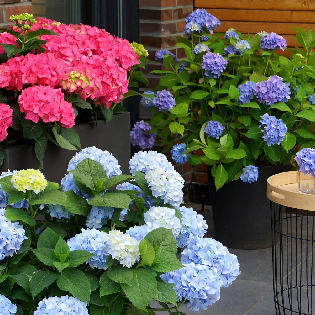Green boutiQ - Gartenpflanze - Hydrangea Endles Summer The Orginal Blue - Hortensie - Winterhart - Blau - 1 Pflanze - Topf 14cm - Höhe 20-25cm 