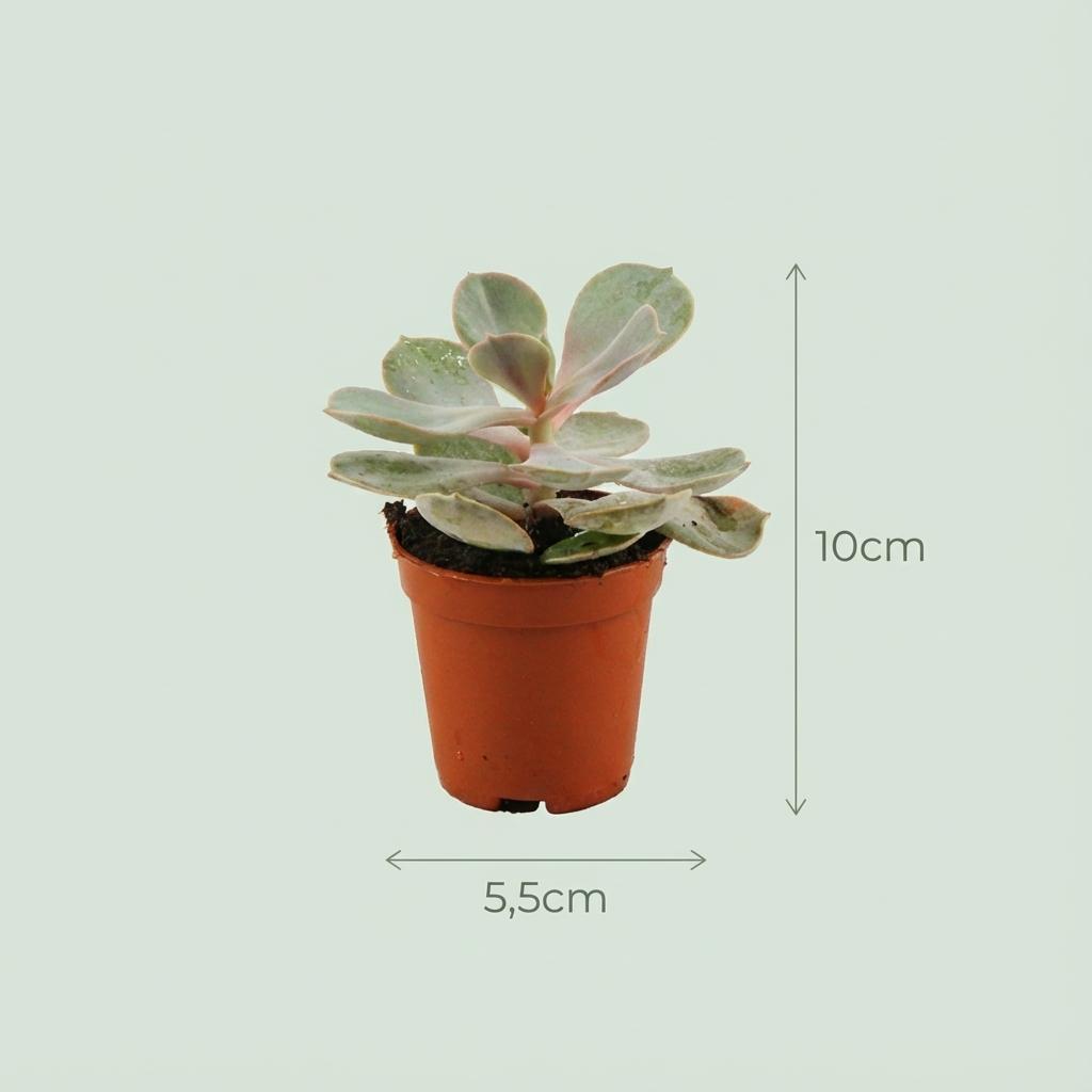 Mini Sukkulenten Mix – 15 Stück – Ø8,1cm Terrakottatöpfe – Höhe 5–10cm – Pflegeleichte Zimmerpflanzen – Ideal für Fensterbank Büro & Wohnraum 