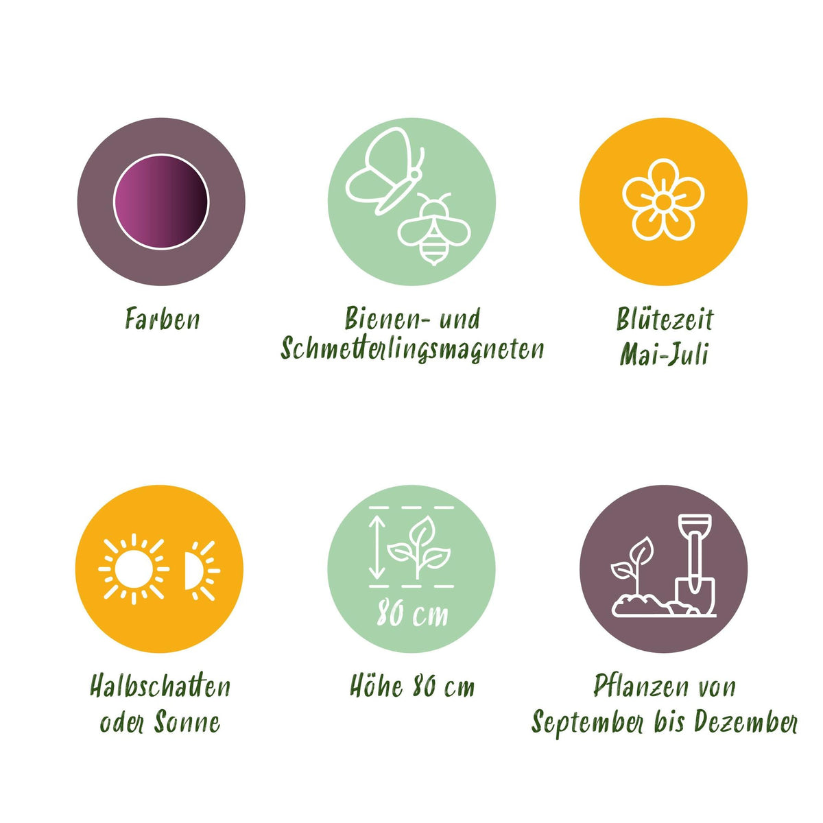 GreenboutiQ - Blumenzwiebeln - Allium Miami - Farbe Lila - 15 Stück - Zwiebelgröße 10/11 - XXL Pack 