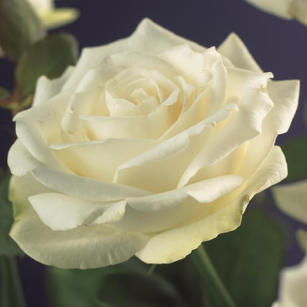 Kletterrose – Rosa White Climber – Blüte Weiß – 2 Pflanzen – Wenig Pflege – 11cm – Höhe ca. 40cm 