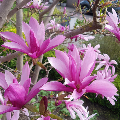 GreenboutiQ - Gartenpflanze - Magnolia Susan - Blüte Lila - 1 Pflanze - Laubabwerfend - Wenig Pflege - Topf 12cm Höhe 30cm 