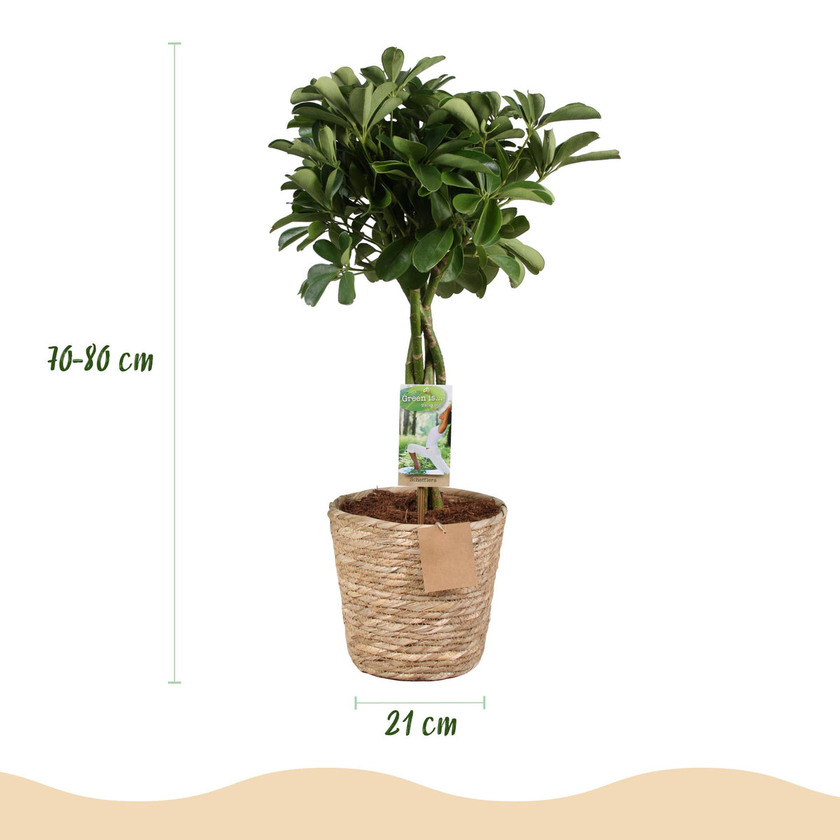 Green boutiQ - Zimmerpflanzen - Schefflera Nora - Fingerbaum - Wenig Pflege - mit Korb - Grün - 1 Pflanze - Topf 21cm - Höhe 70-82cm 