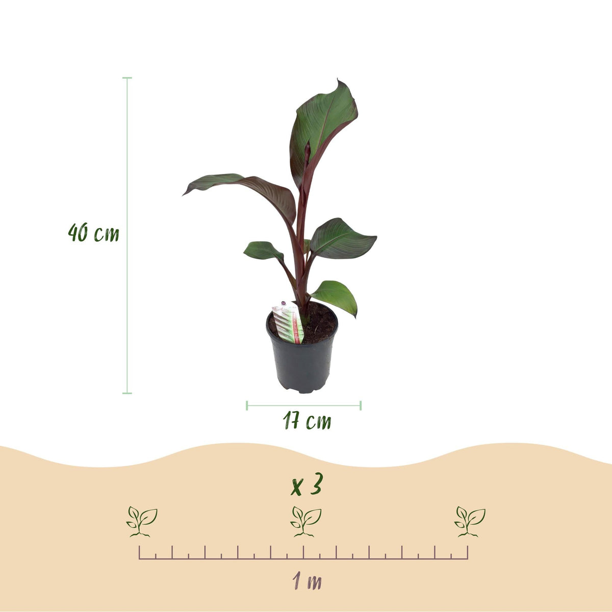 Bananenpflanze Ensete ventricosum Maurelli – 2 Pflanzen – Winterhart – Obstpflanze – Ø17 cm, Höhe ca. 40 cm – Exotischer Blickfang für Garten, Balkon & Terrasse 