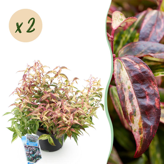 GreenboutiQ - Gartenpflanze - Leucothoe Makijaz - Braun - 2 Pflanzen - Immergrün - Wenig Pflege - Topf 17cm Höhe 45cm 