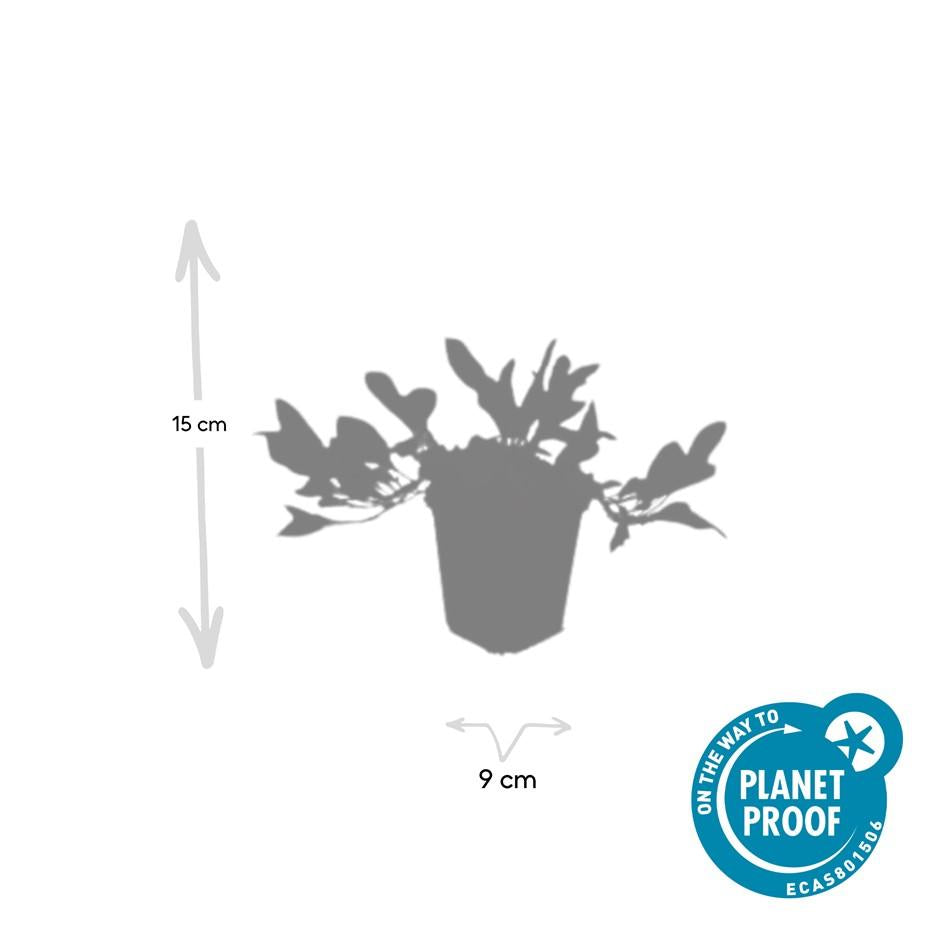 Schneckenknöterich Persicaria aff. 'Darjeeling Red' – ↕10-25cm – Ø9cm – 6 Pflanzen – Rotes Laub – Sonne & Halbschatten – Pflegeleichte Staude 