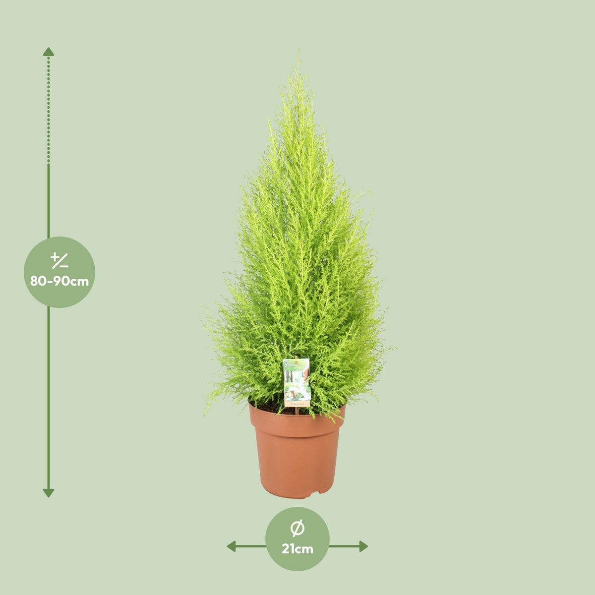 Cupressus Goldcrest 'Wilma' – Zeder – Zimmer- & Gartenpflanze – Ø21 cm Topf – Ca. 90 cm hoch – Pflegeleichte Immergrüne mit zitronigem Duft – Für Innen & geschützten Außenbereich 