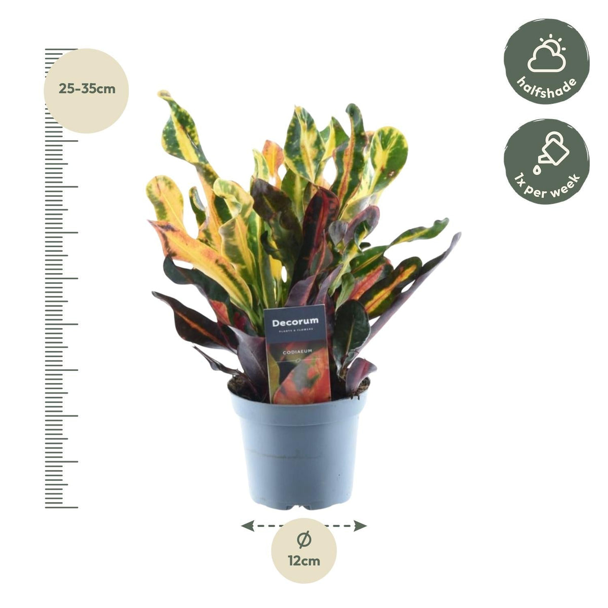 Wunderstrauch – Codiaeum variegatum 'Mammi' – Zimmerpflanze – ca. 30 cm hoch – Topf Ø12 cm – Farbiges Laub – Pflegeleicht 