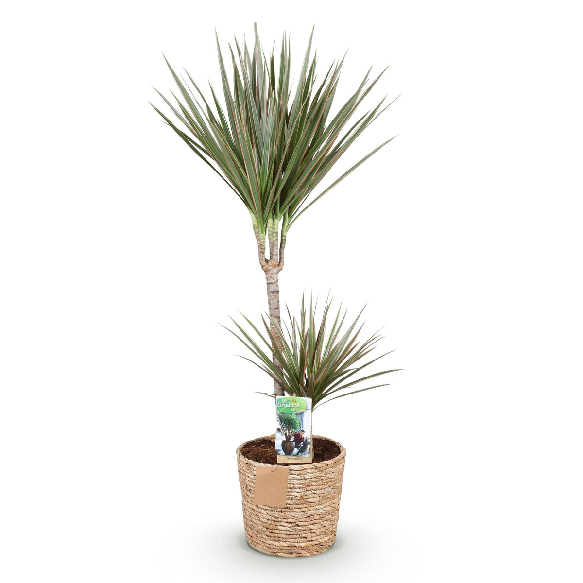 Green boutiQ - Zimmerpflanzen - Dracaena Marginata Bicolor - Drachenbaum - Pflegeleicht - mit Korb - Grün - Braun - 1 Pflanze - Topf 21cm - Höhe 90-100cm 