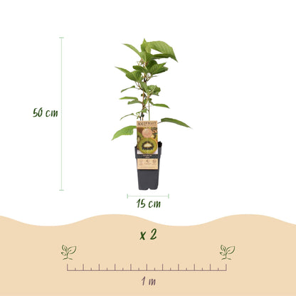 Kiwi Pflanze Actinidia deliciosa 'Jenny' – 2er-Set – Obstpflanze 15cm – ca. 50cm hoch – Selbstfruchtend – Für Garten & Balkon – Vitaminreiche grüne Kiwi 