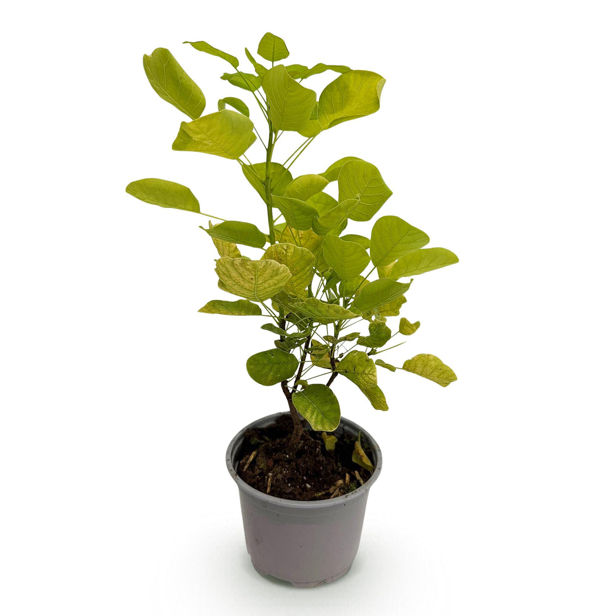 GreenboutiQ - Gartenpflanze - Cotinus coggyria Golden Spirit - Gelb - 1 Pflanze - Laubfallend - Wenig Pflege - Topf 12cm Höhe 35cm 