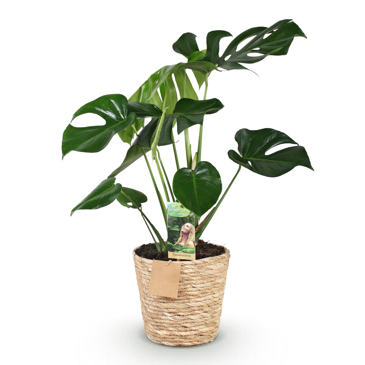 Green boutiQ - Zimmerpflanzen - Monstera Deliciosa - Lochpflanze - Wenig Pflege - mit Korb - Grün - 1 Pflanze - Topf 17cm - Höhe 50-55cm 