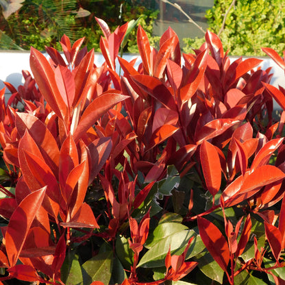 Frasers Glanzmispel – Photinia fraseri Red Robin – Heckenpflanze – Blatt rot grün – 8 Pflanzen – 1 laufender Meter – immergrün – 9cm Höhe 30-35cm 