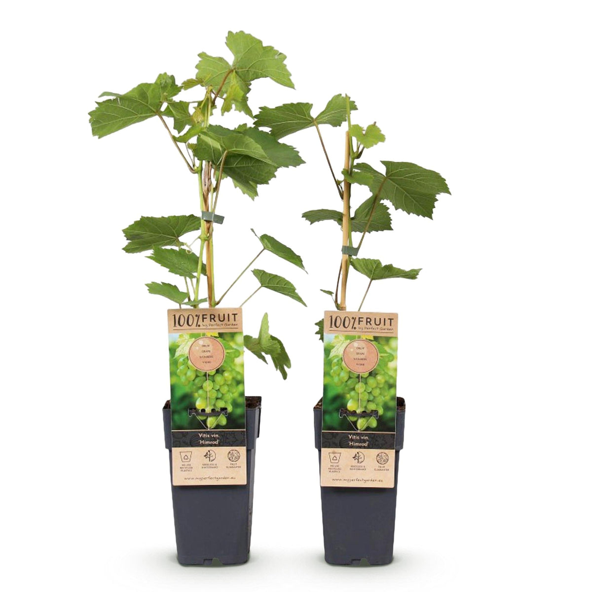 Weinrebe – Weiße Traube – Vitis vinifera Himrod – Obstpflanze – Kernlos – 2 Pflanzen – 15cm – Höhe ca. 50cm 