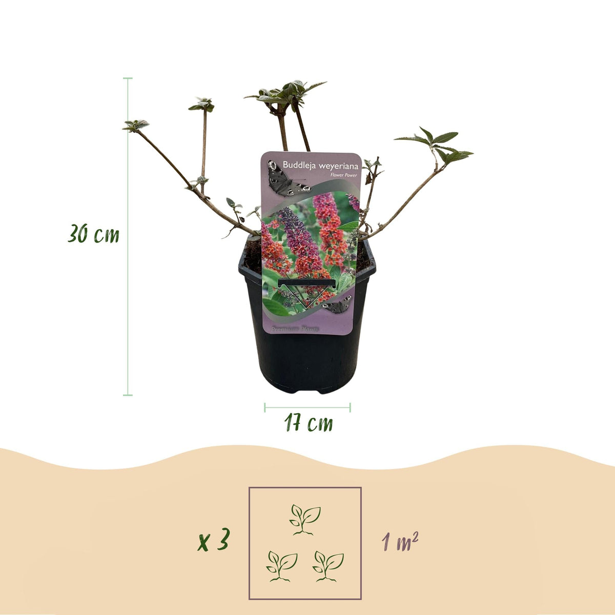 Schmetterlingsbusch Buddleja davidii Flower Power – Orange-Lila Blüten – 3 Pflanzen – 1 m² – Schmetterlingsfreundlich – 17 cm Höhe 30 cm 
