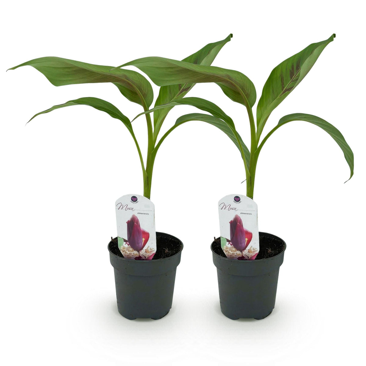 Bananenpflanze Musa sikkimensis Red Tiger – 2 Pflanzen – Tropische Gartenbanane – Ø12 cm, Höhe ca. 30 cm – Exotischer Blickfang für Beet, Balkon & Terrasse 