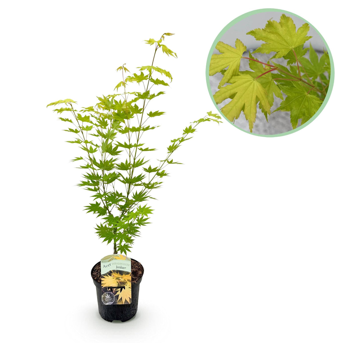 Japanischer Ahorn Acer palmatum 'Jordan' – Gelb-Grün – Balkon- & Gartenpflanze – Ø19 cm – Ca. 70 cm hoch – Kompakter Fächerahorn mit saisonalem Farbwechsel 