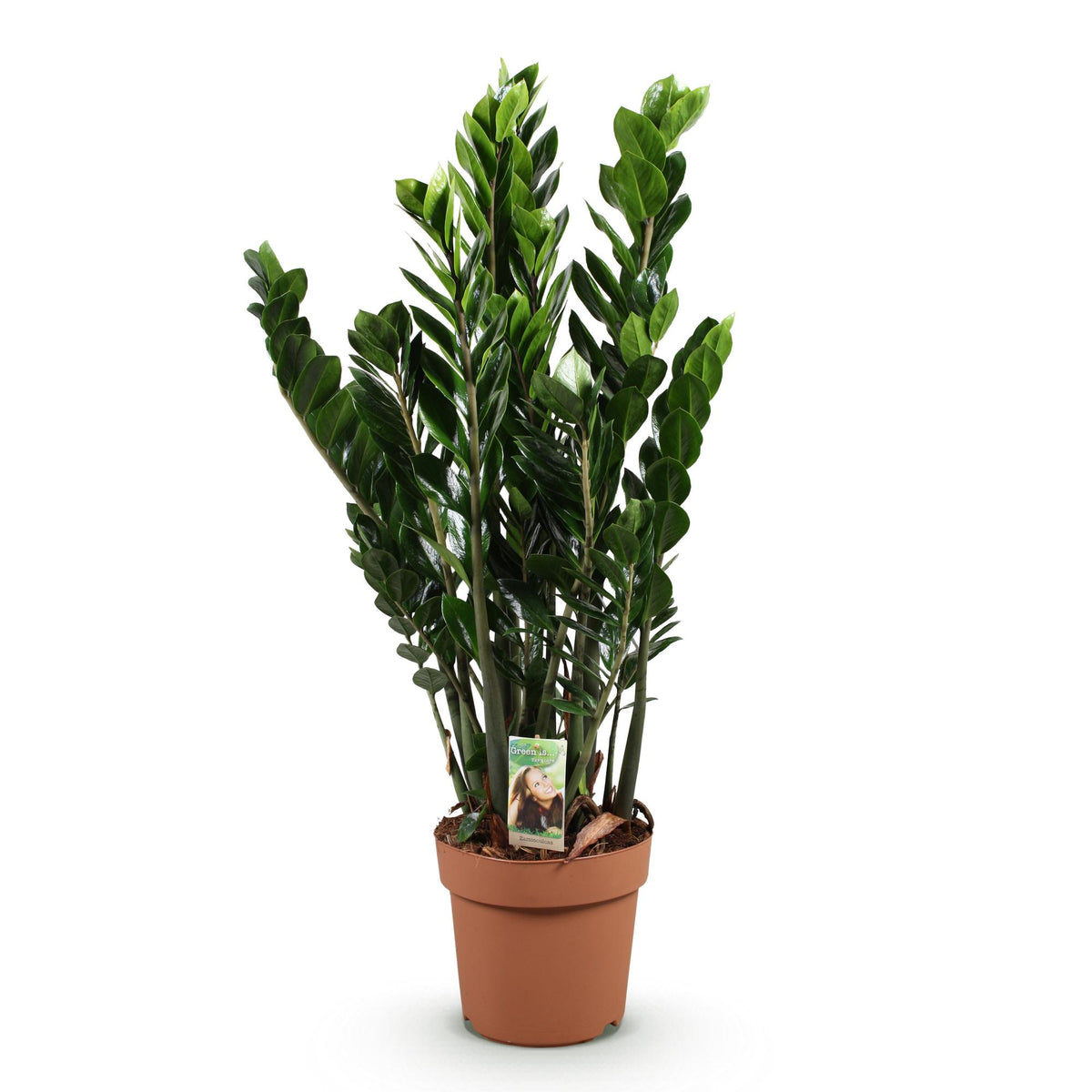 Green boutiQ - Zimmerpflanzen - Zamioculcas - ZZ-Pflanze - Wenig Pflege - Grün - 1 Pflanze - Topf 21cm - Höhe 80-90cm 